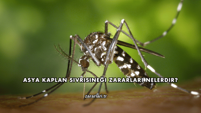 Asya Kaplan Sivrisineği Zararları Nelerdir?