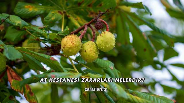 At Kestanesi Zararları Nelerdir?