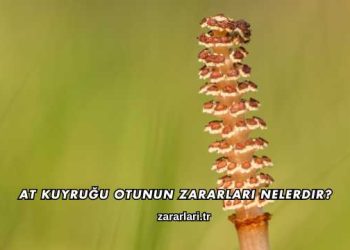 At Kuyruğu Otunun Zararları Nelerdir?