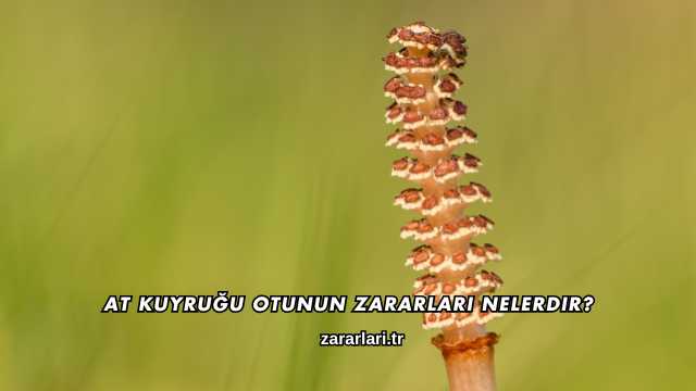 At Kuyruğu Otunun Zararları Nelerdir?