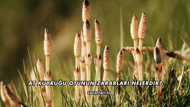 At Kuyruğu Otunun Zararları Nelerdir?