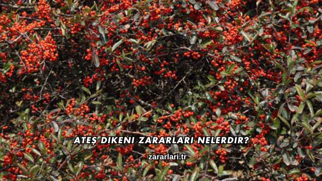 Ateş Dikeni Zararları Nelerdir?