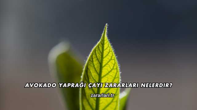 Avokado Yaprağı Çayı Zararları Nelerdir?