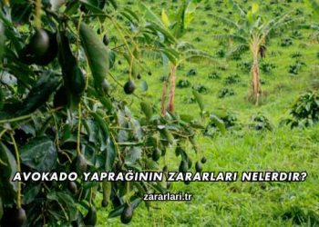 Avokado Yaprağının Zararları Nelerdir?