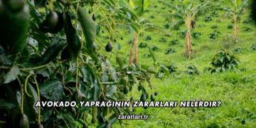 Avokado Yaprağının Zararları Nelerdir?