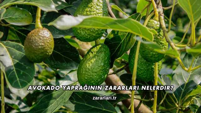 Avokado Yaprağının Zararları Nelerdir?