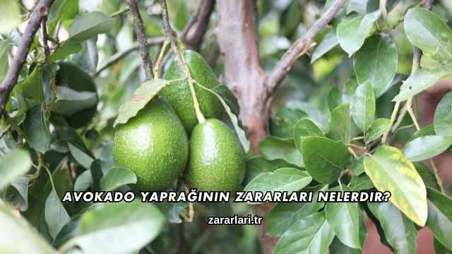 Avokado Yaprağının Zararları Nelerdir?