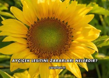 Ayçiçek Lesitini Zararları Nelerdir?