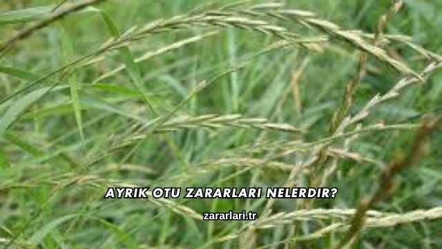 Ayrık Otu Zararları Nelerdir?