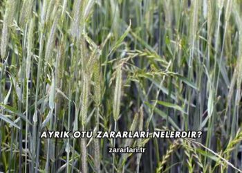 Ayrık Otu Zararları Nelerdir?