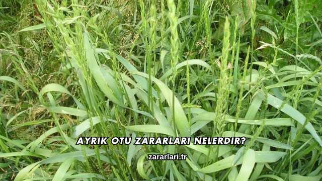 Ayrık Otu Zararları Nelerdir?