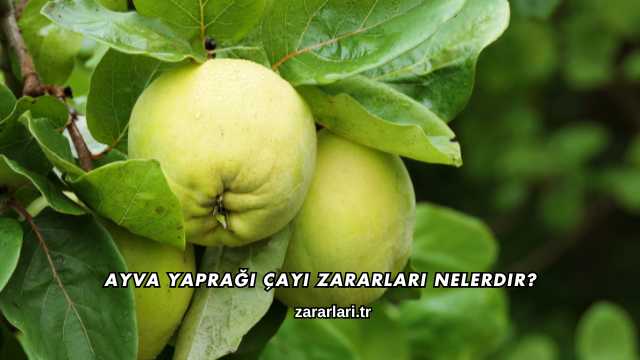 Ayva Yaprağı Çayı Zararları Nelerdir?