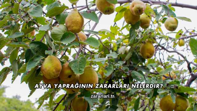 Ayva Yaprağının Zararları Nelerdir?