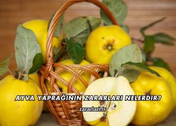 Ayva Yaprağının Zararları Nelerdir?