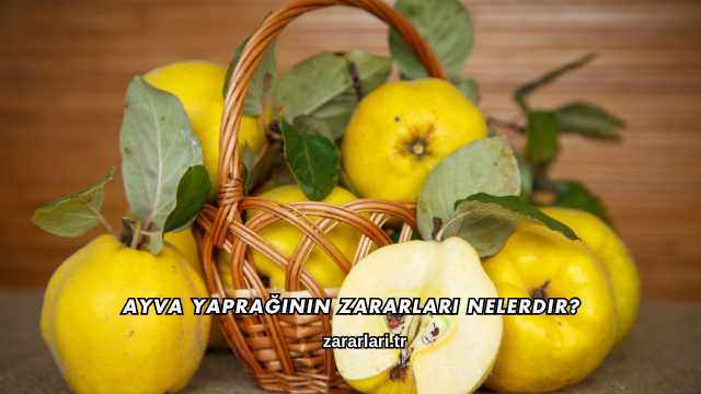 Ayva Yaprağının Zararları Nelerdir?