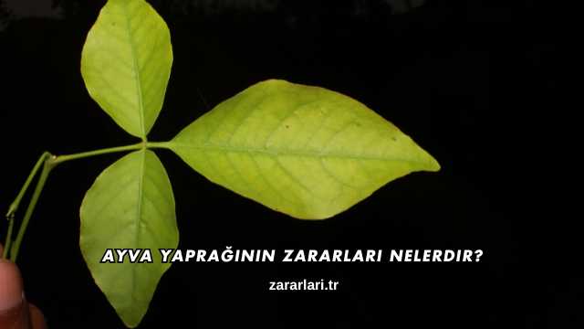 Ayva Yaprağının Zararları Nelerdir?