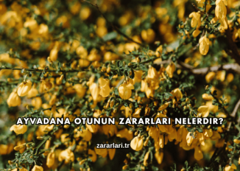 Ayvadana Otunun Zararları Nelerdir?