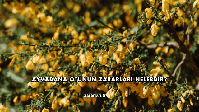 Ayvadana Otunun Zararları Nelerdir?