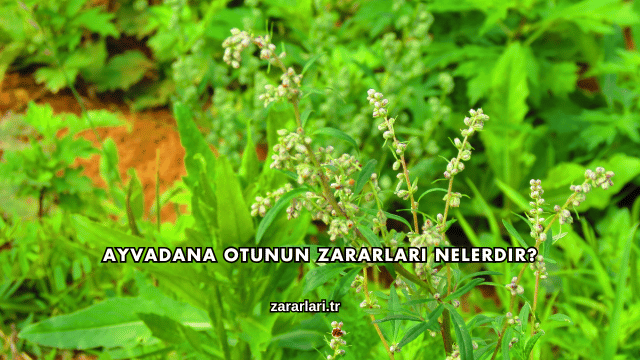 Ayvadana Otunun Zararları Nelerdir?