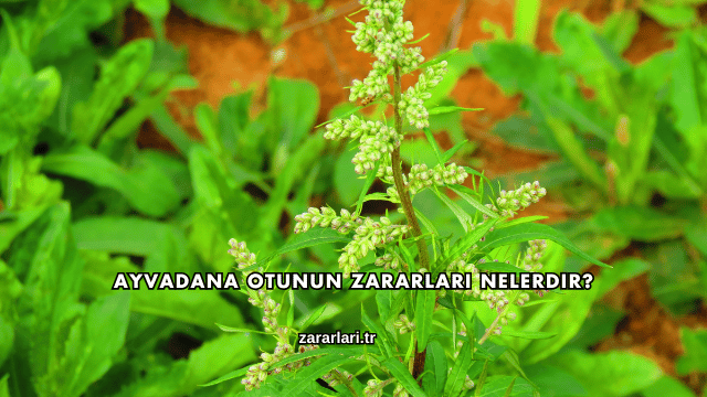 Ayvadana Otunun Zararları Nelerdir?