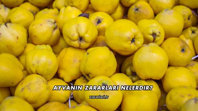 Ayvanın Zararları Nelerdir?