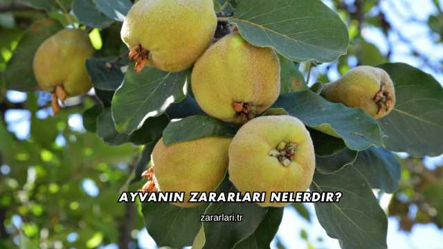 Ayvanın Zararları Nelerdir?