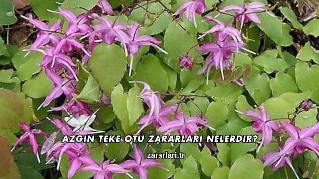 Azgın Teke Otu Zararları nelerdir?