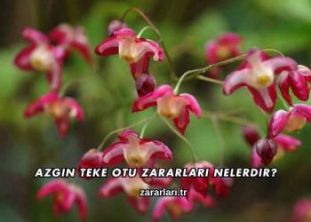 Azgın Teke Otu Zararları nelerdir?