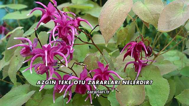 Azgın Teke Otu Zararları nelerdir?