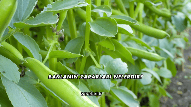Baklanın Zararları Nelerdir?