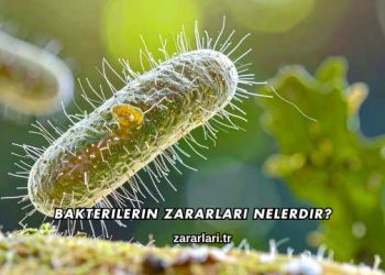 Bakterilerin Zararları Nelerdir?