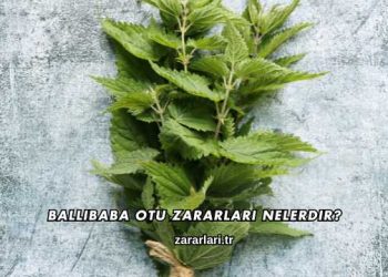 Ballıbaba Otu Zararları Nelerdir?