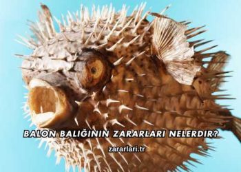 Balon Balığının Zararları Nelerdir?