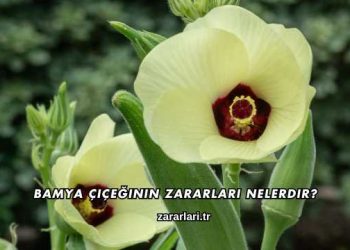 Bamya Çiçeğinin Zararları Nelerdir?