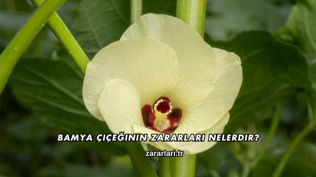 Bamya Çiçeğinin Zararları Nelerdir?