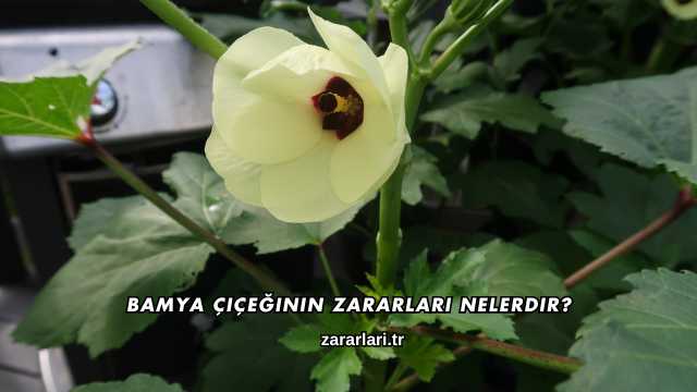 Bamya Çiçeğinin Zararları Nelerdir?