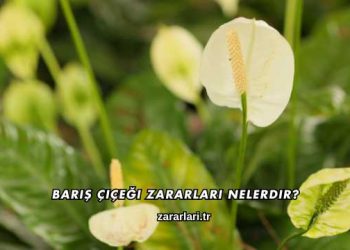 Barış Çiçeği Zararları Nelerdir?