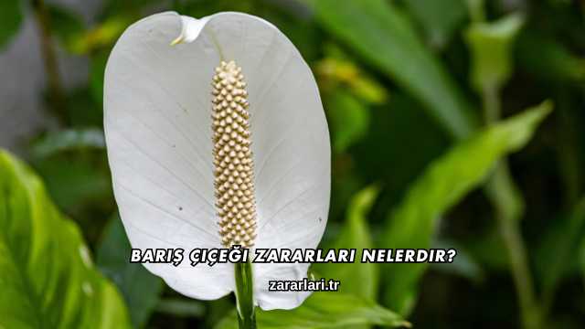 Barış Çiçeği Zararları Nelerdir?