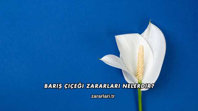 Barış Çiçeği Zararları Nelerdir?