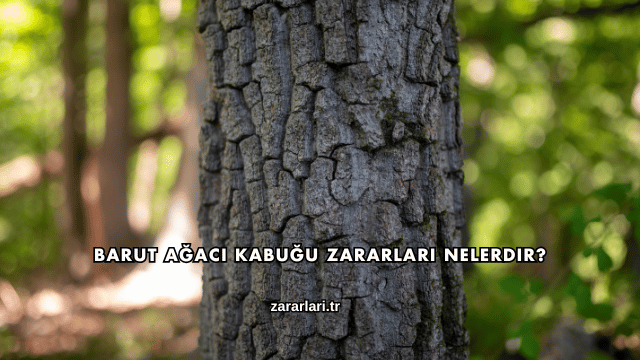 Barut Ağacı Kabuğu Zararları Nelerdir?