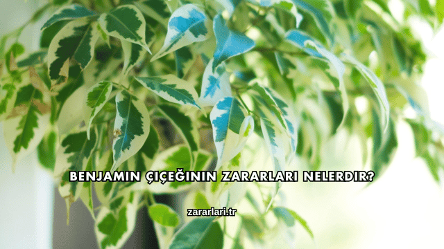 Benjamin Çiçeğinin Zararları Nelerdir?