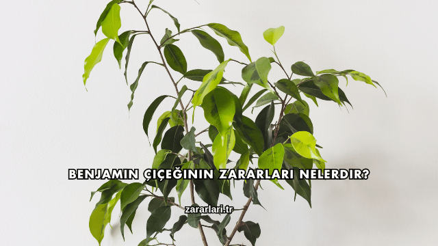 Benjamin Çiçeğinin Zararları Nelerdir?