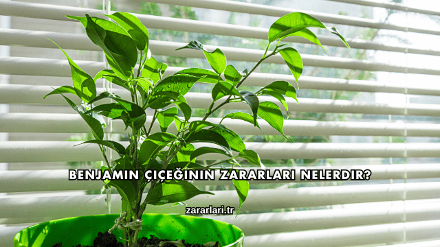 Benjamin Çiçeğinin Zararları Nelerdir?