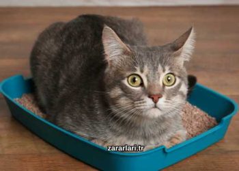 Bentonit Kedi Kumu Zararları Nelerdir?