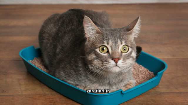 Bentonit Kedi Kumu Zararları Nelerdir?