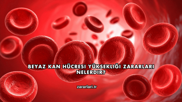 Beyaz Kan Hücresi Yüksekliği Zararları Nelerdir?