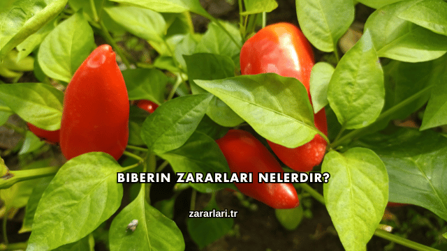 Biberin Zararları Nelerdir?