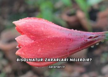 Bisolnatur Zararları Nelerdir?