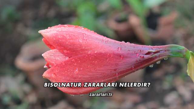 Bisolnatur Zararları Nelerdir?