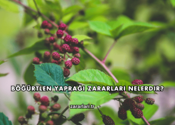 Böğürtlen Yaprağı Zararları Nelerdir?